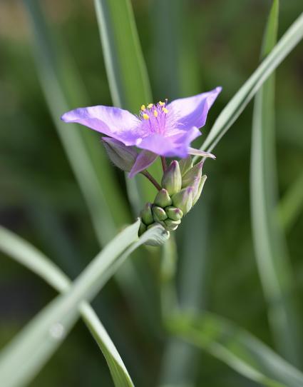 A close-up of a vibrant purple flower with delicate petals, surrounded by long green leaves. The flower features yellow stamens in its center.
