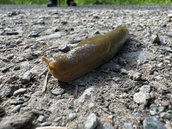 A banana slug on rocks