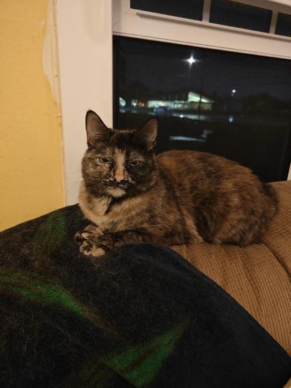 A tortoiseshell cat laying on the back of a couch, her eyes half closed
