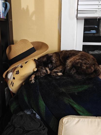 A tortoiseshell cat laying on the back of a couch, asleep next to a cinnamon roll Squishmellow wearing a cowboy hat