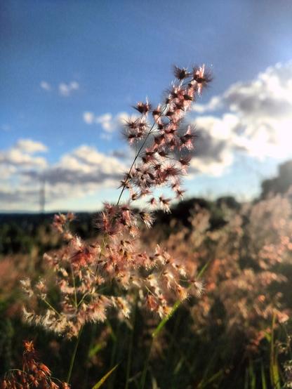 A close-up shot captures the delicate, feathery seed heads of Melinis repens, commonly known as Natal grass or rose Natal grass, swaying gently in the sunlight. The airy plumes exhibit a soft, pinkish-red hue, catching the light and creating a hazy, ethereal effect against a backdrop of a partly cloudy blue sky. The sky features patches of bright blue interspersed with fluffy white clouds, and the sun's glare is visible towards the upper right. Below, a field of similar grasses stretches out in soft focus, with hints of green blades and other brownish seed heads visible. In the far distance, a dark treeline meets the horizon under the bright sky. The overall scene evokes a sense of tranquility and the natural beauty of the landscape.