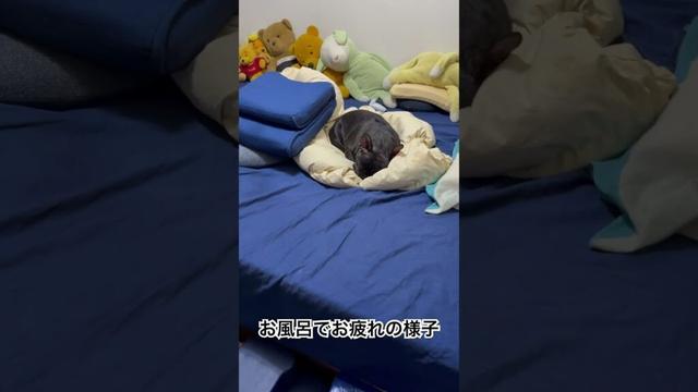 【今朝の凛さん】朝風呂でお疲れのフレンチブルドッグ🐶 #frenchie #frenchbulldog #frenchbulldoglife #shorts