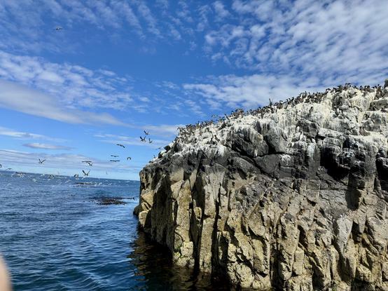 The image shows a rocky coastal scene with a large group of birds perched atop a cliff. The cliff appears to be covered in white guano deposits, indicating a significant bird population. The sky is bright blue with scattered clouds, and the ocean is calm, with a rich blue hue. Birds are seen flying above the cliff and over the water, creating a lively, natural atmosphere.
