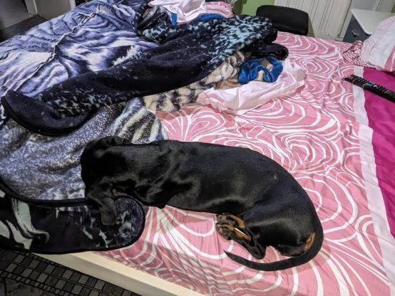 Un perro de raza Dachshund, de pelaje negro, está acostado sobre una cama. La cama tiene una colcha con un diseño de espirales en tonos rosados y blancos. Encima de la cama hay varias mantas, una de ellas con un diseño en tonos oscuros y otra en azul. También se puede ver un control remoto negro sobre la cama. La habitación tiene un ambiente acogedor y parece ser de uso personal.