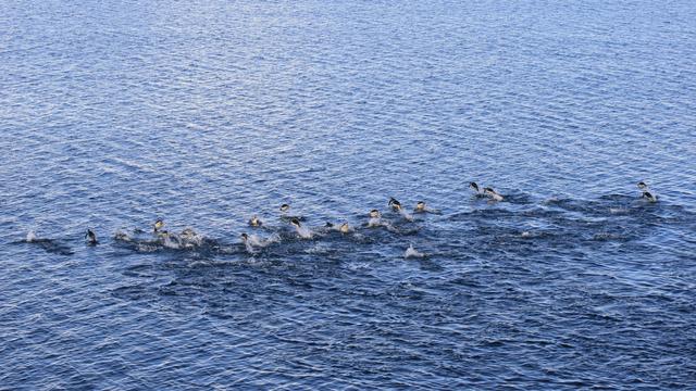 Pinguin-Horde schwimmt nach Hause
