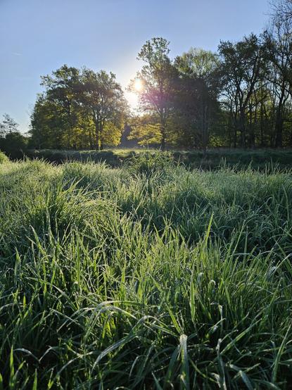 Morgenstimmung mit aufgehender Sonne hinter Bäumen. Im Vordergrund sind viele Gräser, an denen Tautropfen hängen.