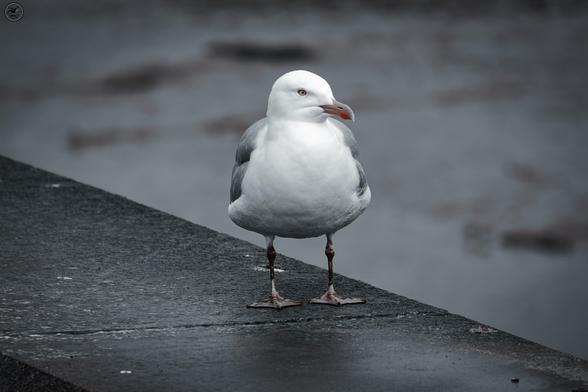 Gull stood on concrete wall