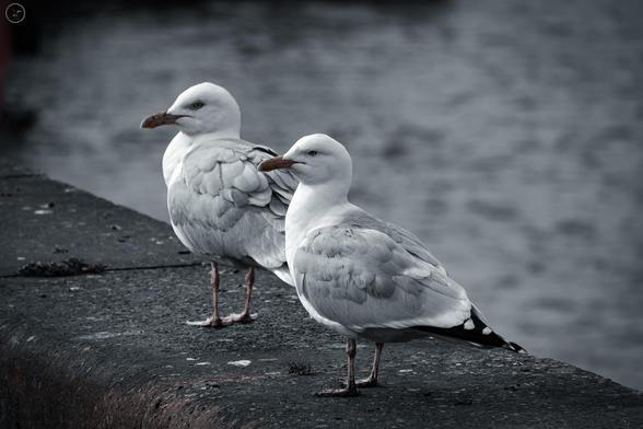 Pair of gulls stood on concrete wall