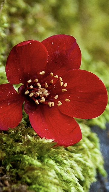 Flowering quince (Chaenomeles speciosa) deciduous shrub native to China. So in a way it doesn’t make sense for a shrub flower to grow out of a mat of moss. Quince an edible fruit used for jams.