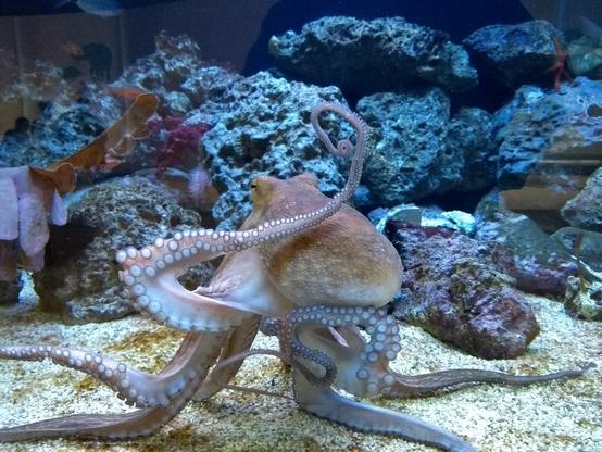 Zur Kamera blickender Oktopus "sitzt" mit 4 Armen auf Sandboden vor Korallenfelsen und scheint mit den anderen 4 Armen zu gestikulieren.