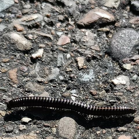auf hier mit recht grob erscheinendem split versehenem asphalt krabbelt ein tausendfüßer von rechts nach links. der split ist aber gar nicht so grob, der tausendfüßer ist nur so klein. das schlauchförmige tierchen läuft auf frei geschätzt um die 100 kleinen beinchen, die hier im gegenlicht der sonne zwischen dem tier und dem von ihm geworfenen schatten als schwarze strichlein zu sehen sind. details der beinchen oder des ganzen tiers gehen im hohen kontrast zwischen dem hellen sonnenlicht und dem schwarz des tieres sowie der schatten unter. oben auf dem tausendfüßer glänzen die ränder der körpersegmente weiß im licht, als sei das tier gestreift, was es aber nicht ist. das ganze bild ist fast schwarz-weiß, auch die wenigen farbigen split-steinchen im asphalt sind eher blass.