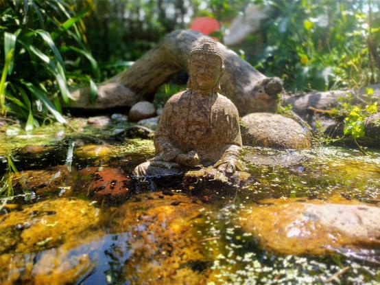 A photograph taken from the surface of a garden pond, pointing horizontally.

This is in the shallows of the pond, so is a surface of smooth pebbles, some about two inches below the surface and some just breaking through. There's a light covering of pondweed.

The subject of the photo is a small sitting-Buddha statue, placed in the pond. It is facing the camera and the light and shadows make it appear to be smiling. Behind it, in the background, is a curved log ducking into the water. This has been placed so that damselfly will breed, and appears to be working well.

It's a sunny day, and the light is reflecting off the stones. It's also showing up a few tadpoles swimming amongst the pebbles.
