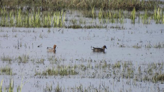 A pair of moderately nondescript ducks on a reedy lagoon, one mostly browny-grey, the other with a clearer grey body and chestnut coloured head with a yellow cap
