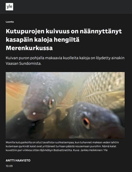 Kutupurojen kuivuus on näännyttänyt kasapäin kaloja hengiltä Merenkurkussa

Kuivan puron pohjalla makaavia kuolleita kaloja on löydetty ainakin Vaasan Sundomista.

Kuva:
siikoja ui veden alla. (ovat kyllä oikeasti särkiä,  alkuperäisen kuvauksessa virhe)

Kuvateksti:
Monilla kutupaikoilla on ollut tavallista ruuhkaisempaa, kun tuhannet makean veden lahtiin kutemaan pyrkivät kalat ovat yrittäneet turhaan päästä nousemaan puroihin. Nämä kalat kuvattiin pari viikkoa sitten Björköbyn Bodvattnetilta. Kuva: Jarkko Heikkinen / Yle

YLE 2025-0427