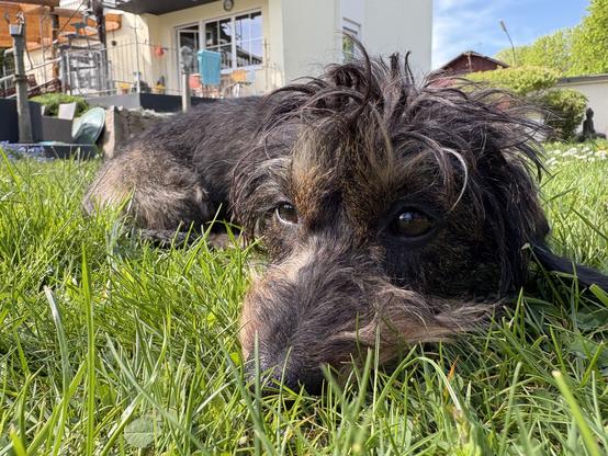 A scruffy dog lying in lush green grass, with a house and garden visible in the background on a sunny day.