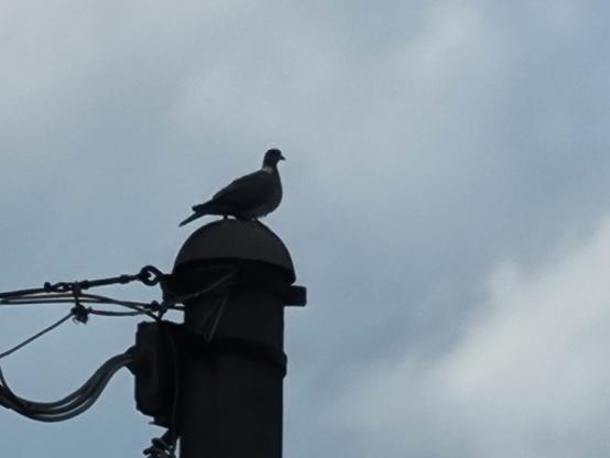 Sotto un cielo nuvoloso e grigio, su un alto palo di cemento che sorregge cavi, un piccione se ne sta in cima come a fare da vedetta