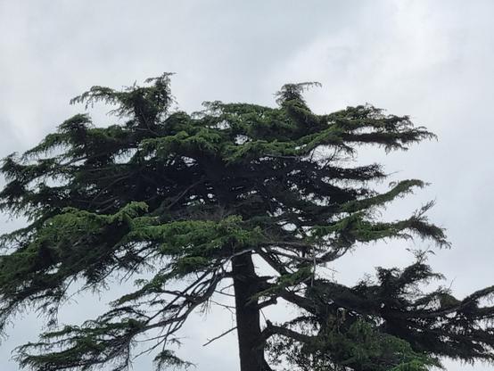 Sulla cima di un albero, dei rami con le foglie sembrano assumere la forma di anatre o simili, con un lungo becco e intente a guardare il mare verso destra