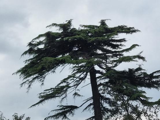 Sulla cima di un albero, dei rami con le foglie sembrano assumere la forma di anatre o simili, con un lungo becco e intente a guardare il mare verso destra