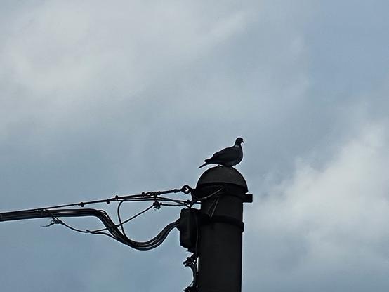Su un alto palo di cemento che sorregge cavi, un piccione se ne sta in cima come a fare da vedetta