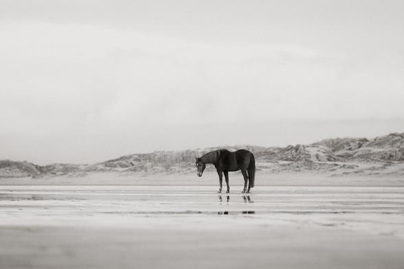A single horse on a wide beach with dunes in the back. It's posture is calm, maybe resting—the head title slightly down.