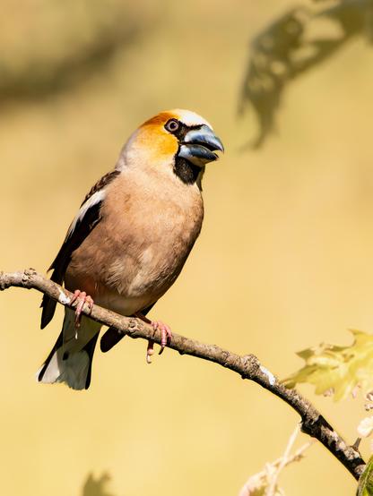 𝗣𝗶𝗰𝘁𝘂𝗿𝗲 𝗗𝗲𝘀𝗰𝗿𝗶𝗽𝘁𝗶𝗼𝗻 (𝗘𝗻𝗴): Picture of a Hawfinch on a twig against a golden background. This sparrow-sized bird has a fierce appearance due to the strong, thick beak that gives it its name in many languages. The feathers on its voluminous head are a beautiful orange, and it appears to be wearing a mask.

𝗗𝗲𝘀𝗰𝗿𝗶𝗽𝗰𝗶𝗼́𝗻 (𝗘𝘀𝗽): Fotografía de un Picogordo en una ramita sobre un fondo dorado. Este pajarito del tamaño de un gorrión tiene un aspecto fiero debido al fuerte y grueso pico que le da nombre en muchos idiomas. Las plumas de su voluminosa cabeza son de un bonito anaranjado y parece llevar un antifaz.