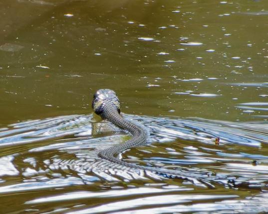 a grass snake swims in the water
Close photo