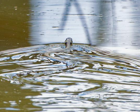 a grass snake swims in the water
Further away