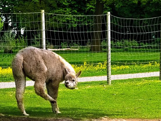 A white alpaca is standing in a pasture. It has just scratched its head with its right hind leg, which is why the leg is bent and slightly raised.
