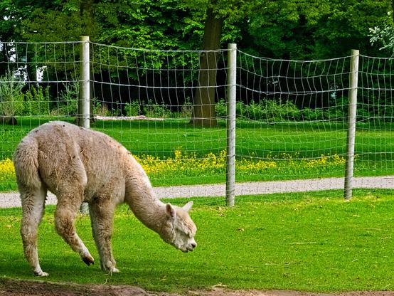Now the same alpaca has almost lowered its hind leg. But the really funny thing is its face. It looks like it's about to throw up. Maybe it realised while scratching that it had stepped in poo! 😂