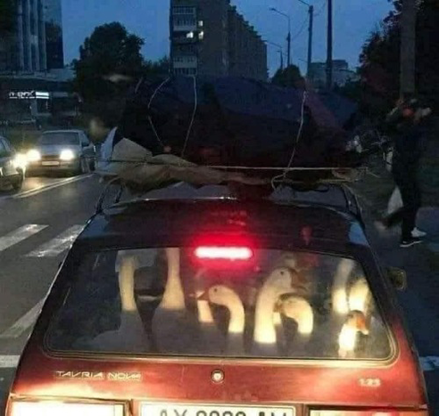 Foto de un coche en una calle con el asiento de atras lleno de gansos