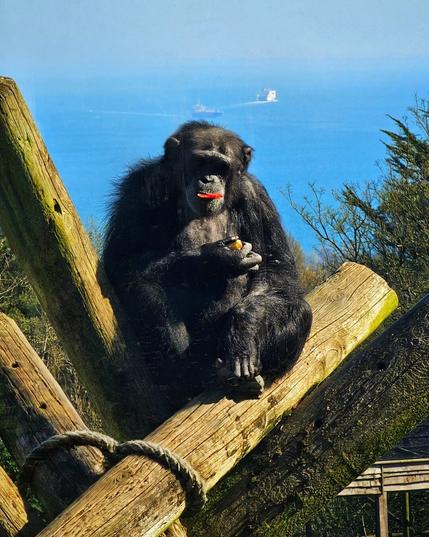 A chimpanzee is sitting high up on some wooden beams eating some kind of vegetables or fruit. Behind him the bright blue sunlit sea is visible with a large ship sailing in the water.