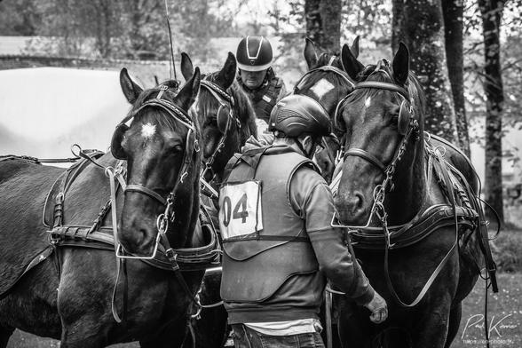 Photo monochrome en noir et blanc, présentant quatre chevaux en cours d'attelage, vus de face, avant une épreuve de marathon. Le meneur est déjà installé sur son siège derrière les chevaux alors qu'un de ses aides, vu de dos, finit la mise en place et l'attelage de la première paire de chevaux..