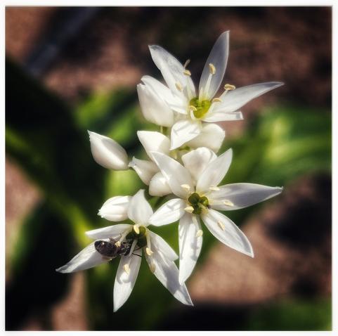 The image shows a close-up of several white, star-shaped flowers, likely Allium ursinum. The flowers have six petals and prominent yellow-green centres. A small, dark insect is visible on one of the lower flowers. The background is blurred, suggesting a natural outdoor setting with green foliage. The lighting is soft, highlighting the delicate texture of the petals.