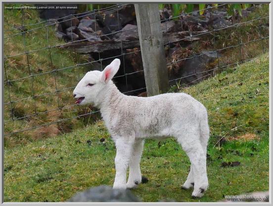 A small lamb, its mouth open, mid-bleat. It's ears are decidedly pink colour.