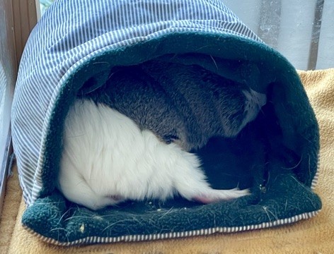 Herr Kleinschwein steckt mit dem Kopf tief in der Kuscheltasche und will vom Tag nix wissen, sodass wir nur einen Meerschweinchenhintern zu sehen bekommen.