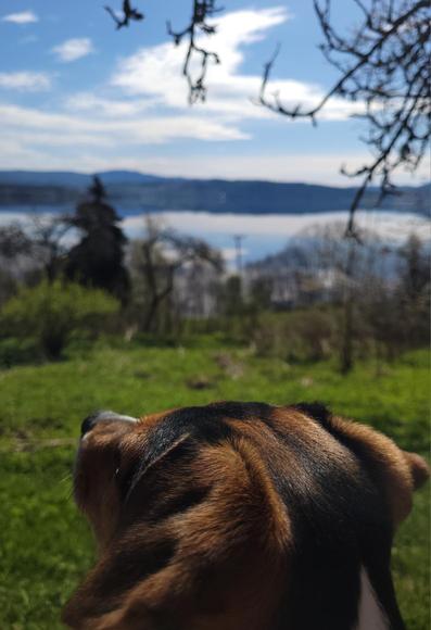 A blurry image of a lake with green slopes and still bare trees towards it and blue rolling hills on the other shoreline. The sky is blue with some vail clouds, all perfectly reflected in the still water...if it wasn't for the head of a jack russell terrier photobombing the picture. His head held slightly upwards, ears alert, sniffing the air. The sun shining on his brown-black fur.