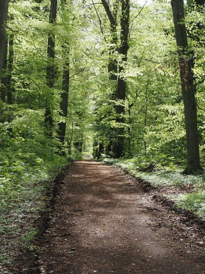 Waldweg auf dem Halberg, frisches junges Laub an den Bäumen.