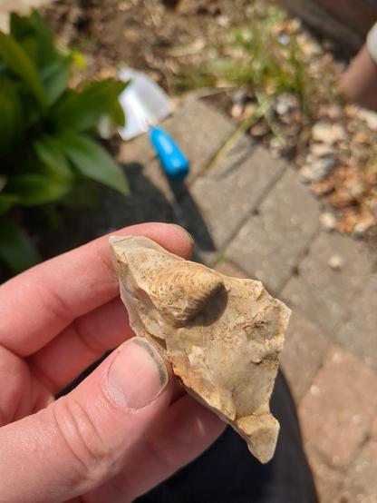 A rock that looks like it has a shell on it.