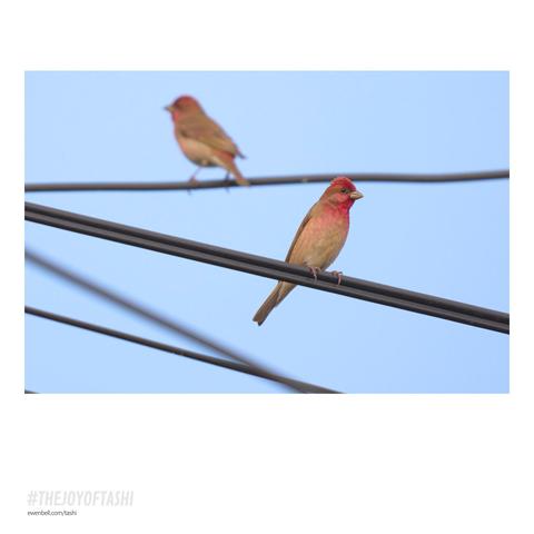 Rose Finch on a power line, and another in the background.