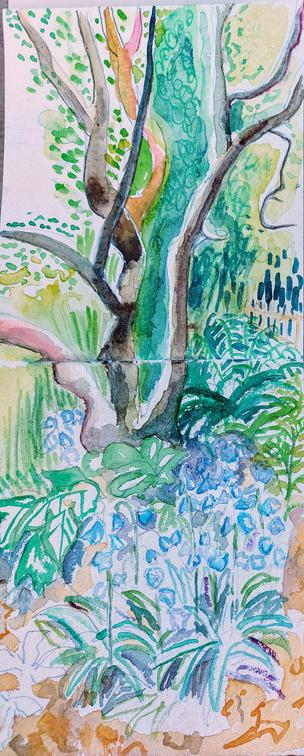 Magnolia tree sans blossom with bluebells and fern. Our wild garden.