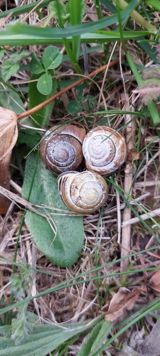 Three snail shells arranged close together on the ground.
