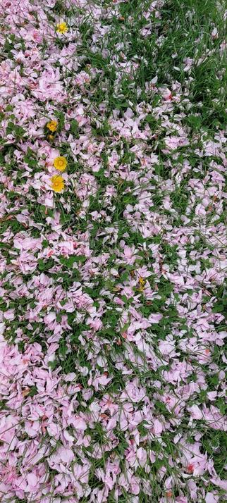 Loads of pink blossom in grass, with a couple of dandelions visible too.