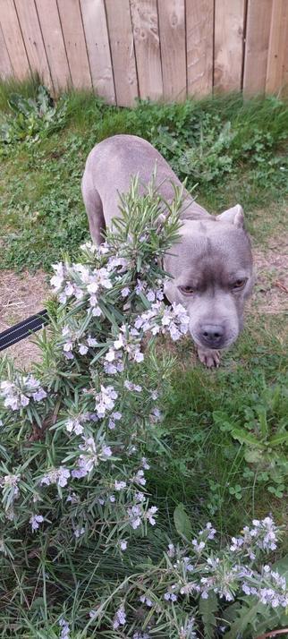 A blue staffy dog standing behind a flowering rosemary bush. There is grass around him and a wooden fence behind him.