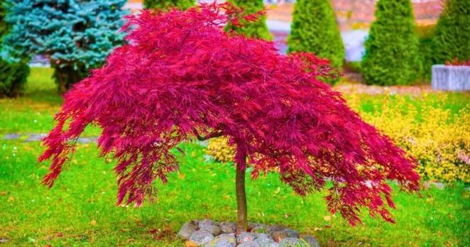Japanese maples will wilt and die if gardeners do 1 common task iin spring