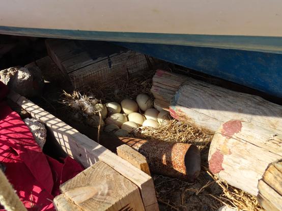 A photo of around a dozen duck eggs under an old boat between straw, wood and an old rug. The sun is shining on them.