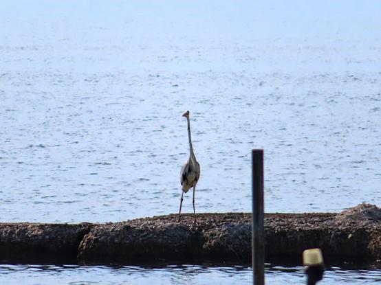 A photo of a heron on a pier in the distance in front of the sea. It has its neck fully extended, making it look longer than the rest of the body.