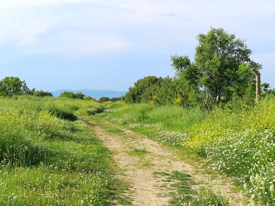 A photo of a path over meadows with lots of green plants, and white and yellow wild flowers (mostly different kinds of chamomile and wild mustard) next to it. In the distance the silhouette of some hills can be seen.