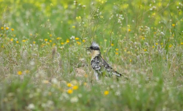 A Great Spotted Cuckoo having a bad hair day!
