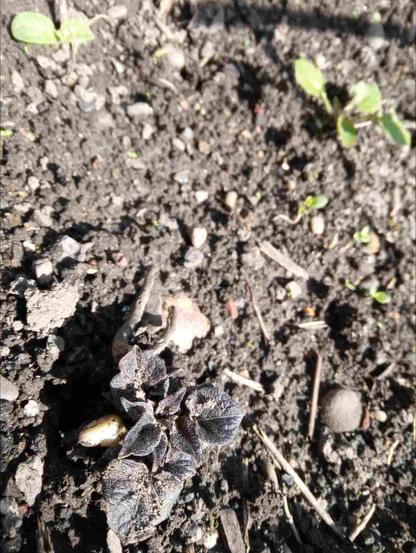 Germe de pomme de terre violet-brun sortant de terre, à côté d'autres plantes.