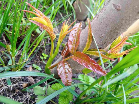 Toona sinensis ou cédrèle de Chine.
Jeunes pousses en train de partir de la base du tronc.